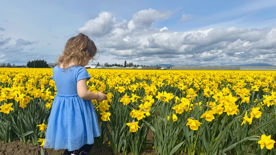 Bloom Map stop for the La Conner Daffodil Festival