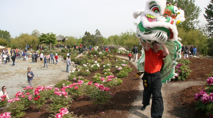 A lion dance is performed among the peonies.