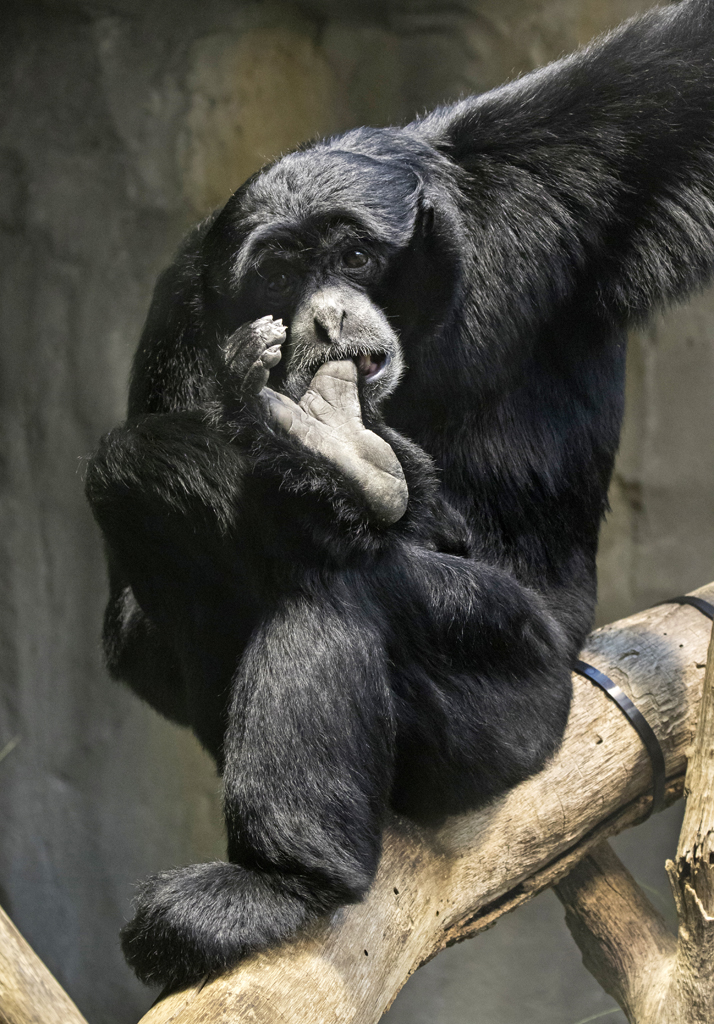 Siamang at the Woodland Park Zoo. Photo credit: Dennis Dow
