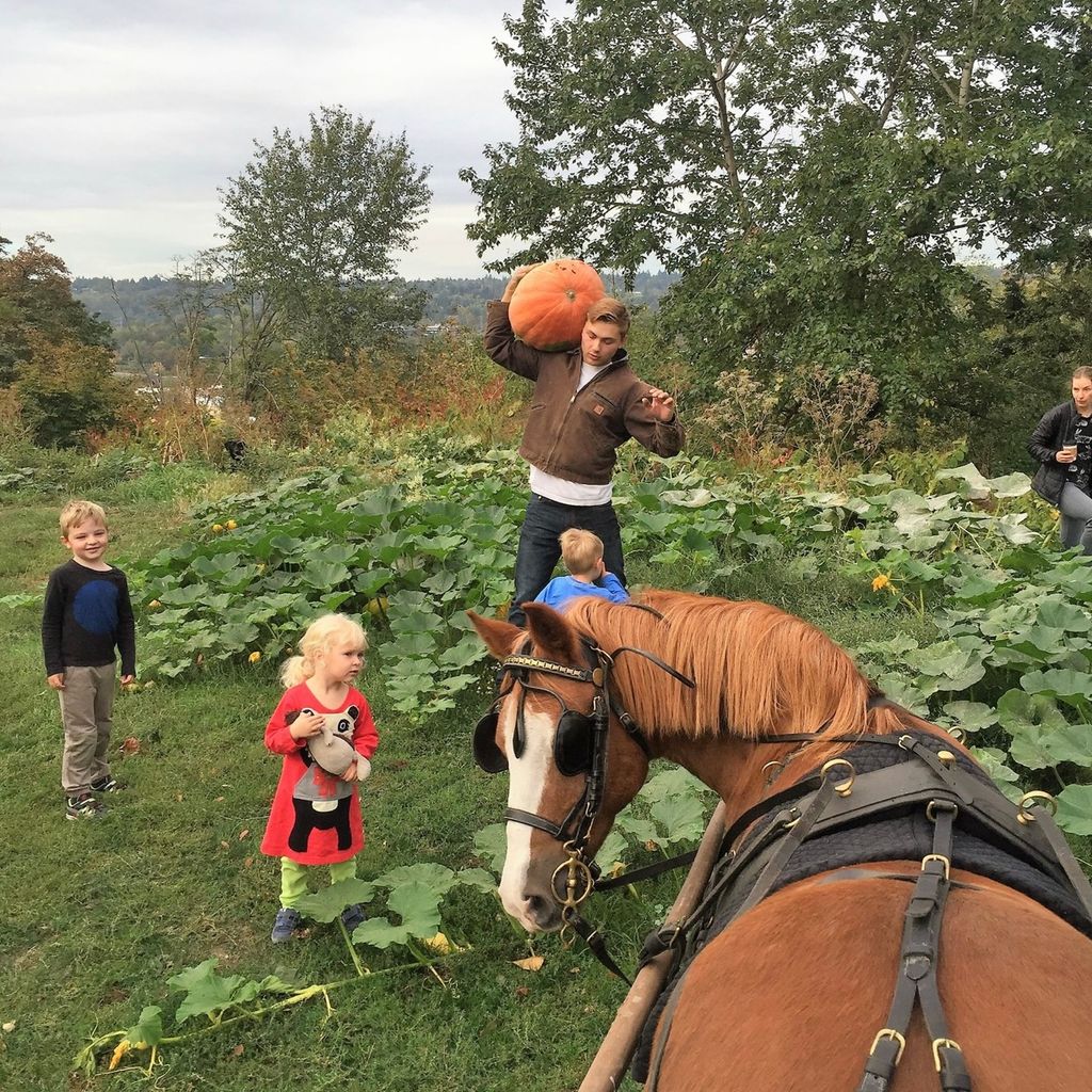 Pumpkins and Ponies