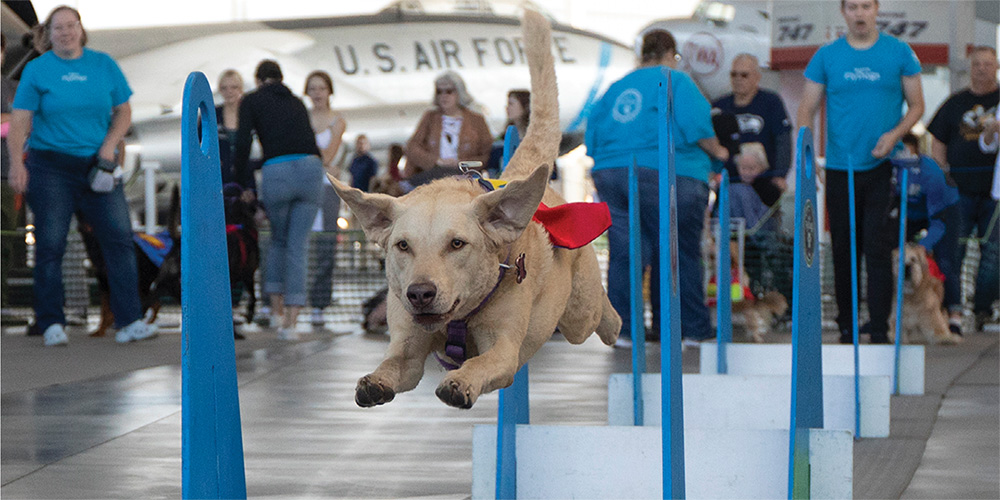 Seattle Fly Dogs