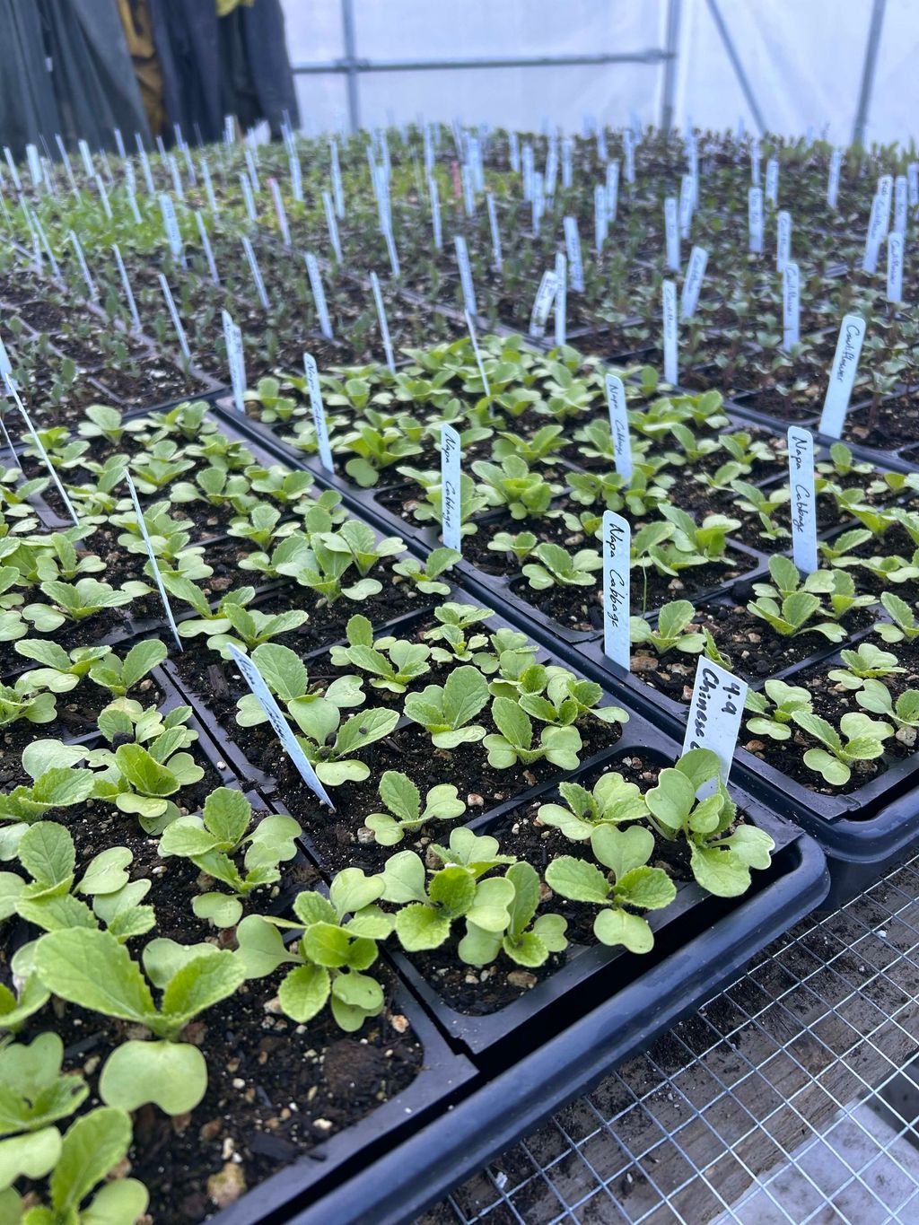 Mother’s Day Plant Sale