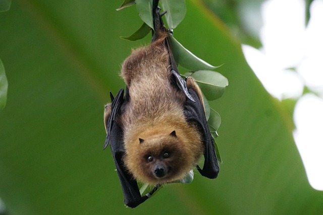 Lakeside Bat Night