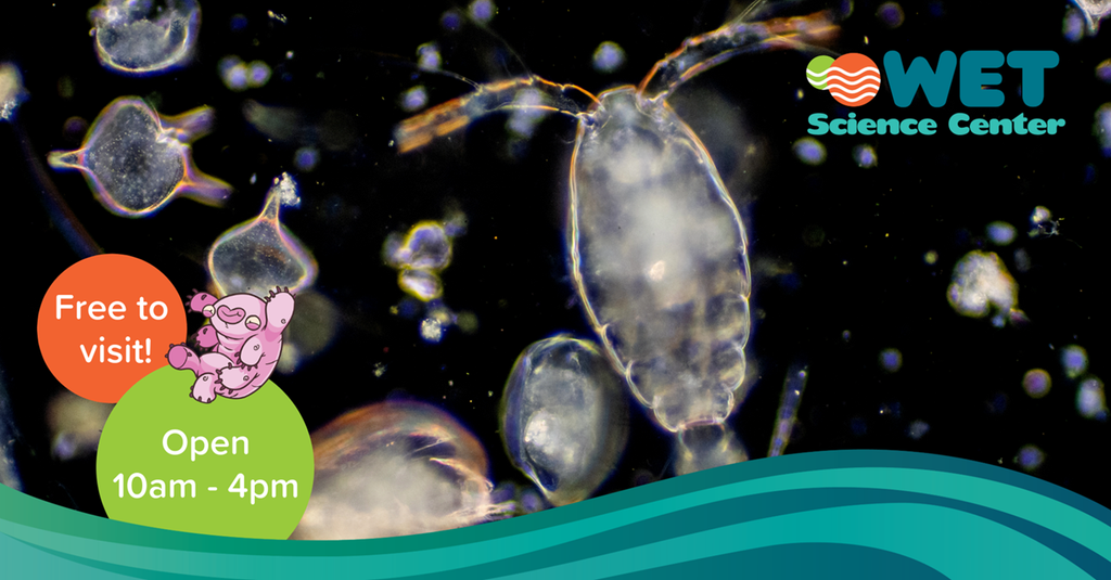 Puget Sound Under a Microscope