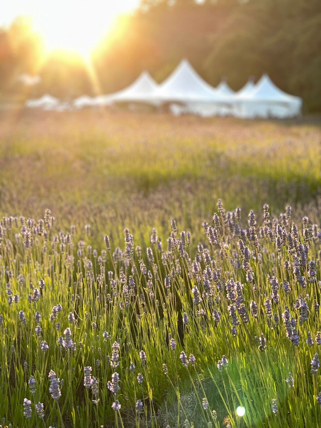 25th Annual San Juan Island Lavender Festival