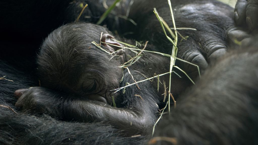 Woodland Park Zoo Welcomes Two New Baby Gorillas