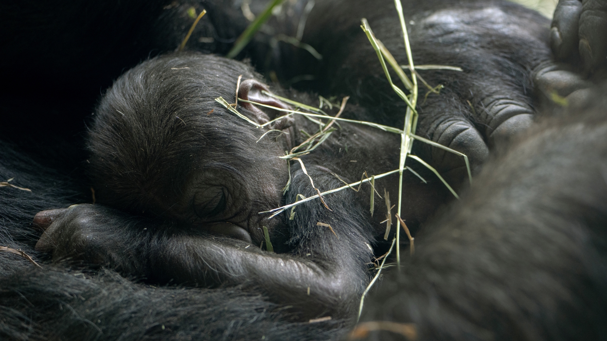 a new baby gorilla born at Woodland Park Zoo in Seattle