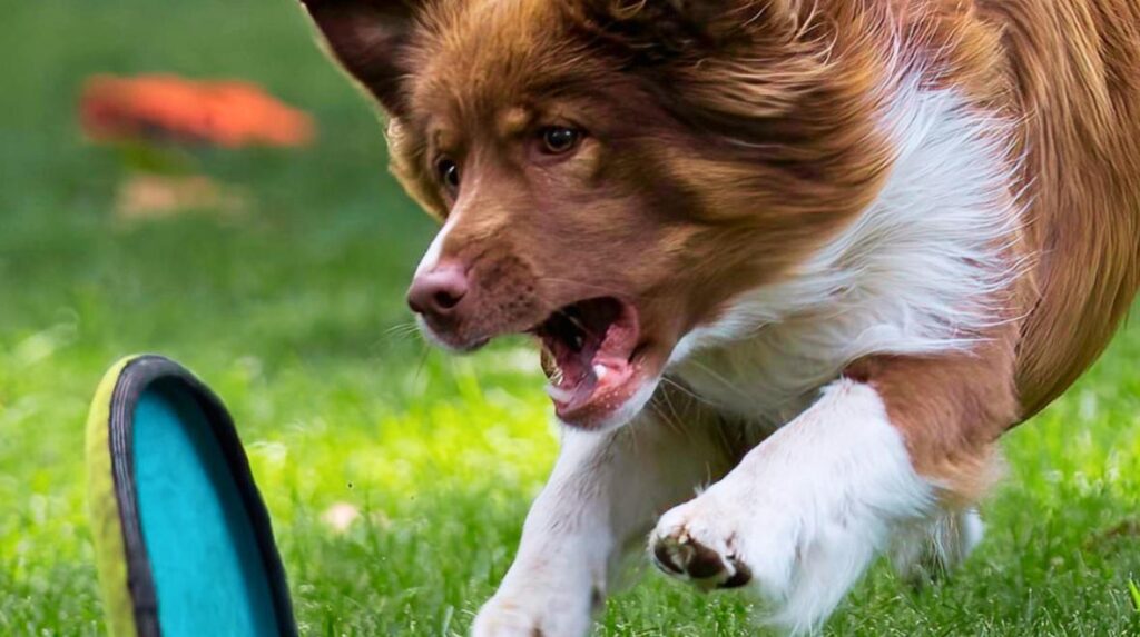 Performing Pups from Border Collies International