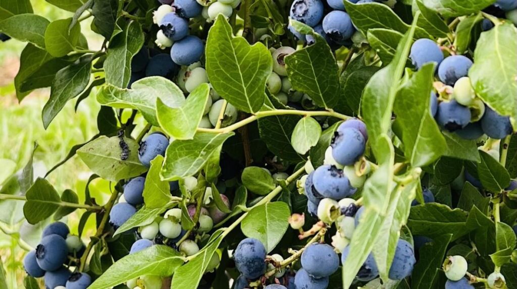 U-Pick Blueberries at Fable Farm