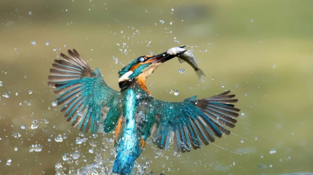 Wonderful Water Birds