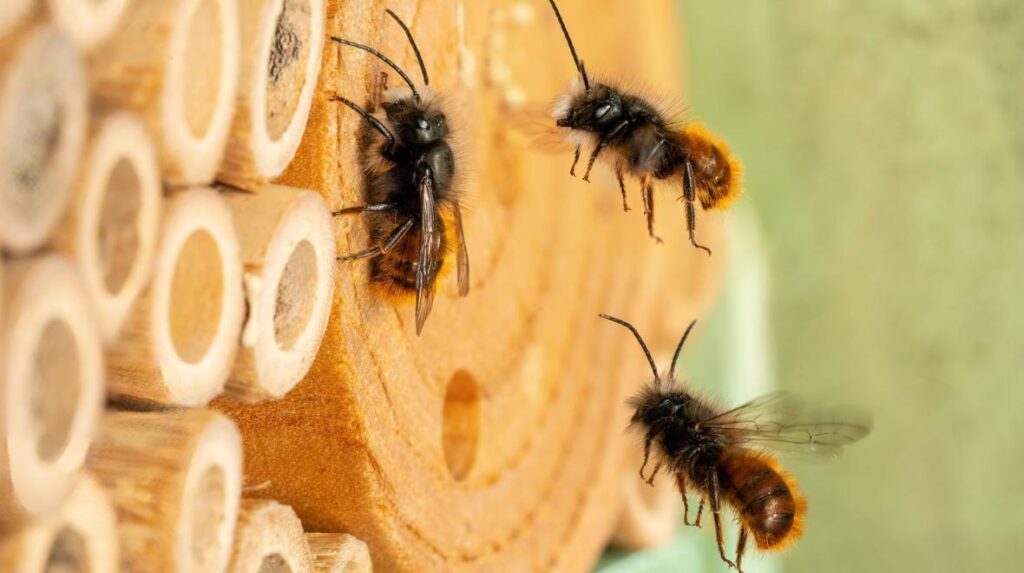 Busy Bugs