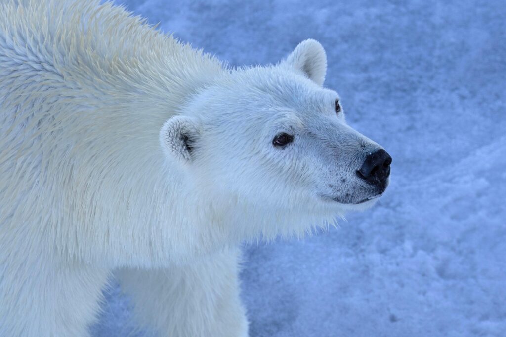 Arctic Sea Ice Weekend