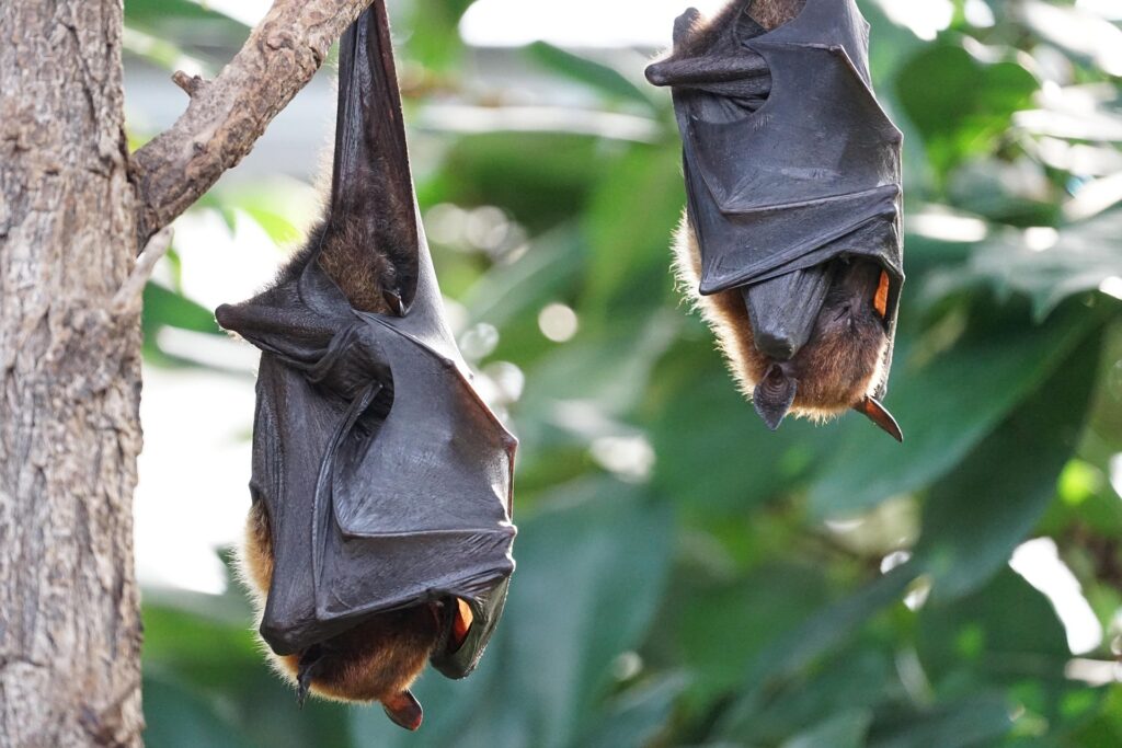 Bats on the Farm