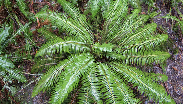 Youth Gardening: Dinosaurs