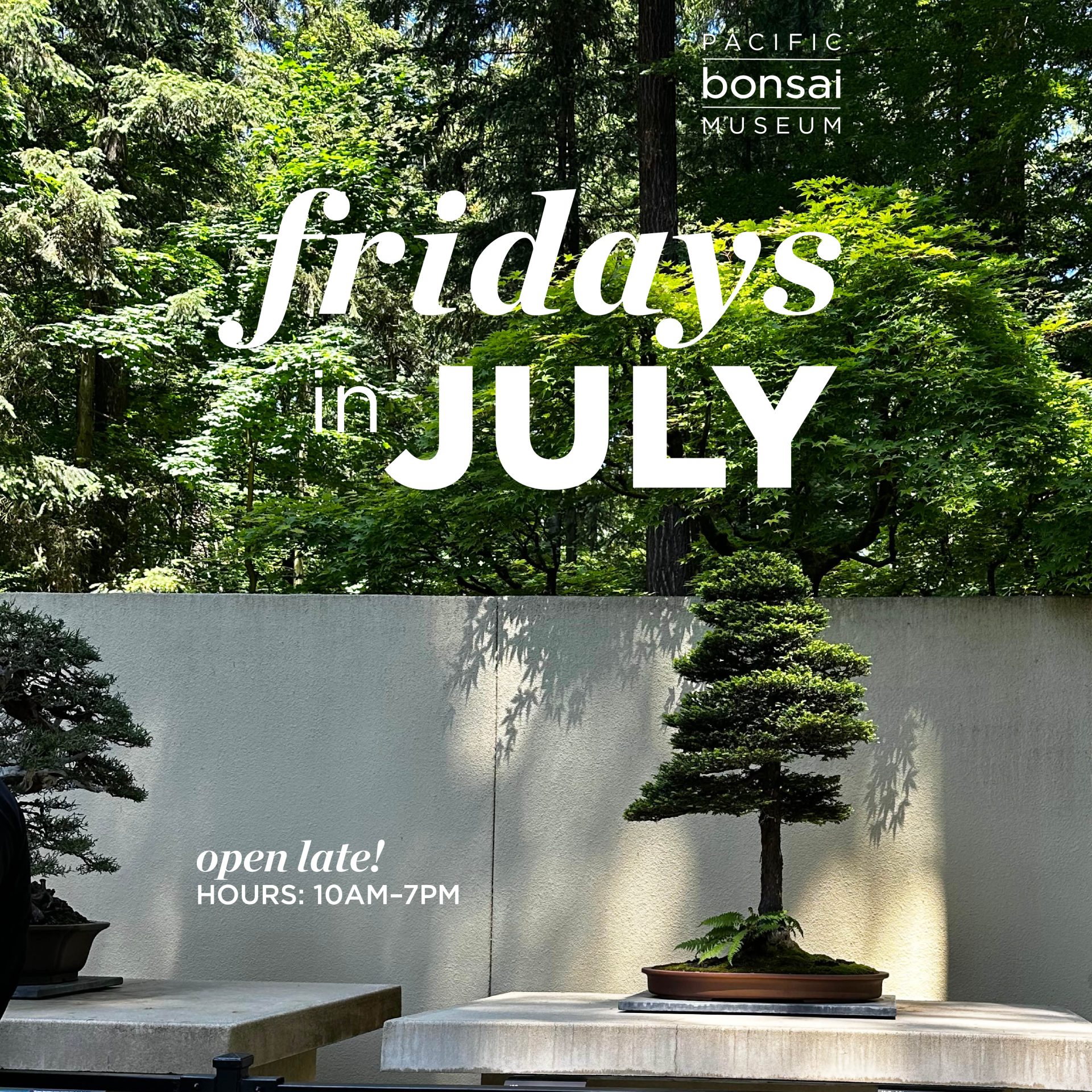 Fridays in July: Open Late at Pacific Bonsai Museum