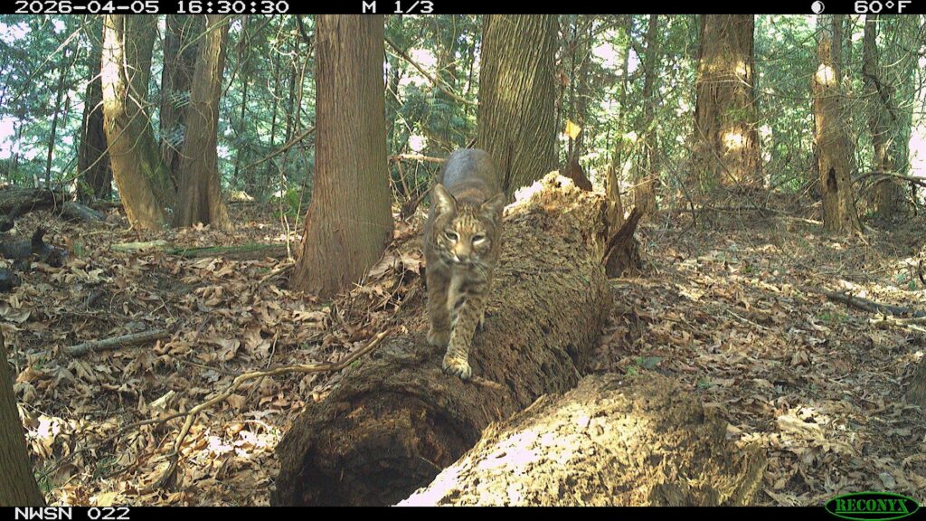Wildlife in Your Neighborhood