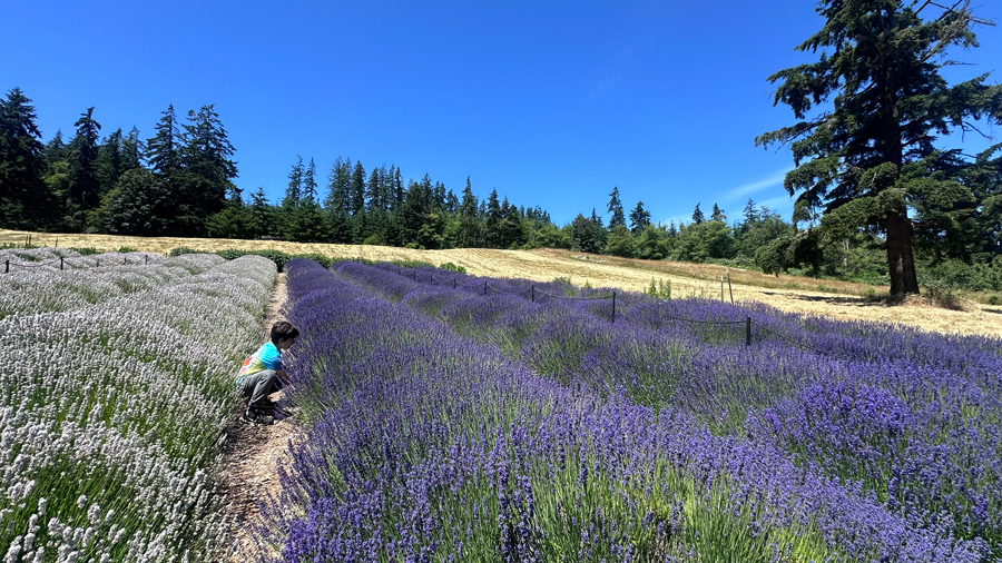 kid walking through a U-pick lavender field at Kristoferson Farm on Camano Island