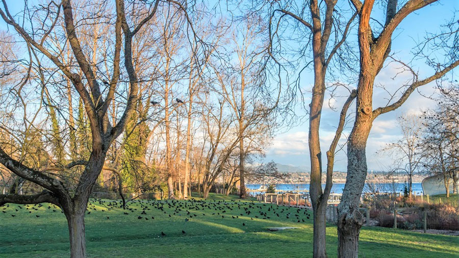 birds on the lawn with trees and scenic water views at Be'er Sheva Park in Seattle