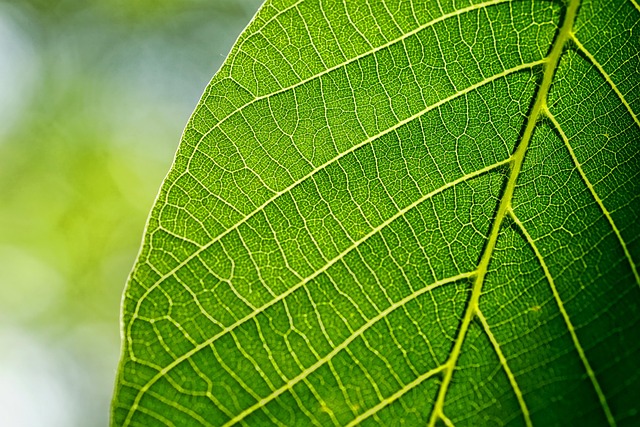 Greenery Prints with TTF