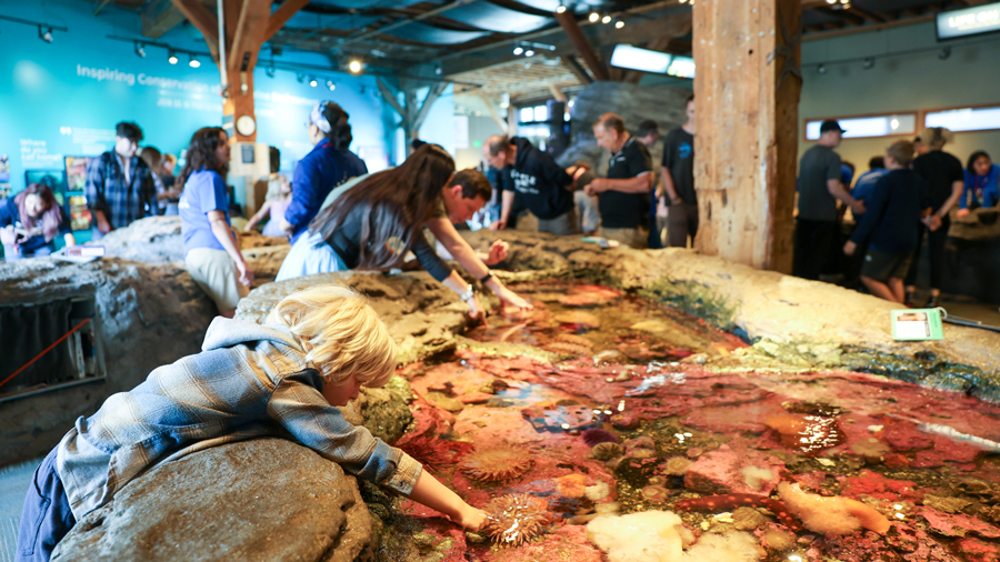 young kid touching sea creatures in the Seattle Aquarium touch tanks
