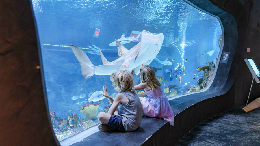 kids looking at a shark swimming in the Seattle Aquarium Ocean Pavilion, a top Seattle attraction