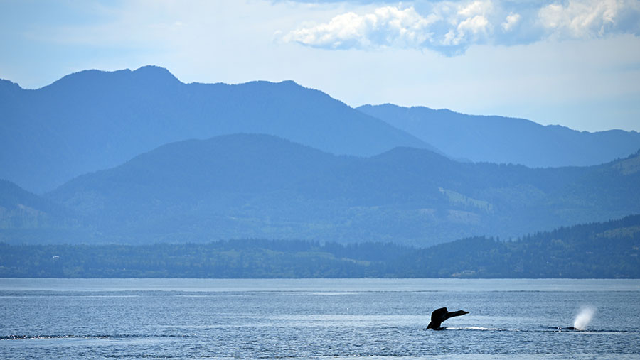 Humpback whales in the water during a Eagle Wing Whale Wildlife Tour in Victoria, B.C., a must-see with kids