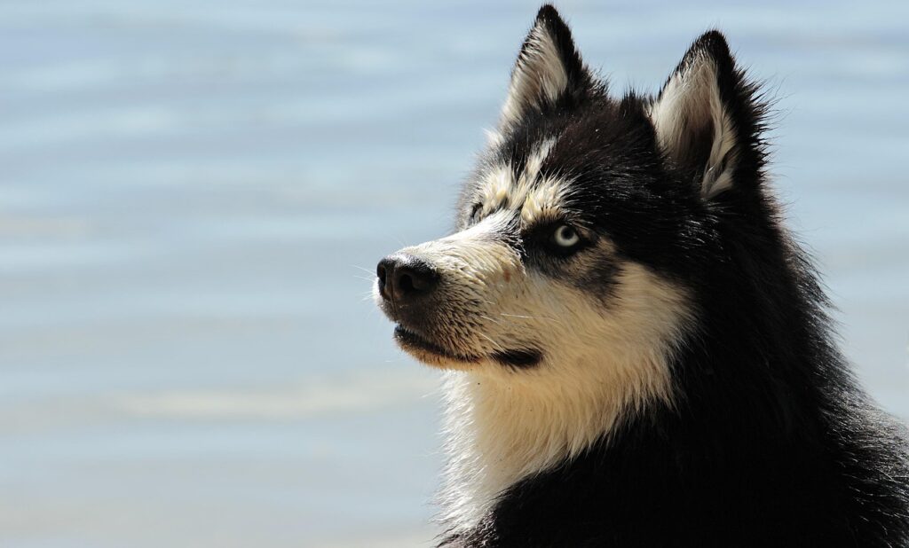 Bark by the Bay