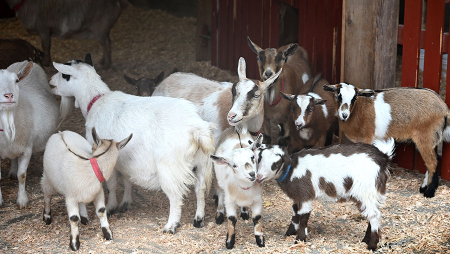goats at Beacon Hill Children's Farm, one of the best things to do in Victoria, B.C. with kids