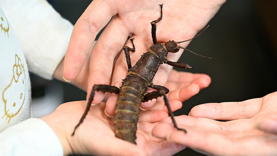 Holding a thorny devil at the Victoria Bug Zoo with kids
