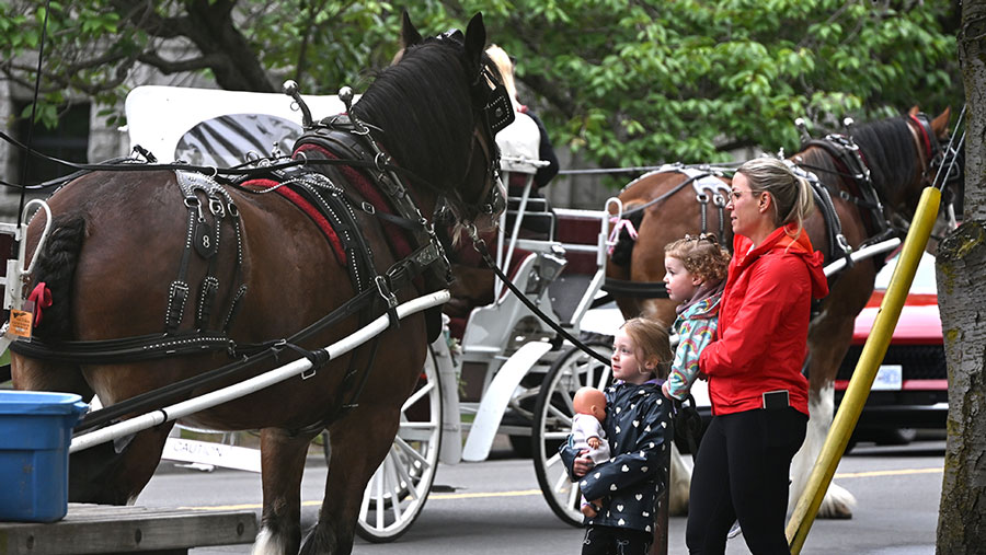 A mom with kids stands by the Tally-Ho Carriage draft horses along the side of the Parliament Buildings in Victoria, B.C.