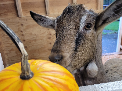 Pumpkin Drop
