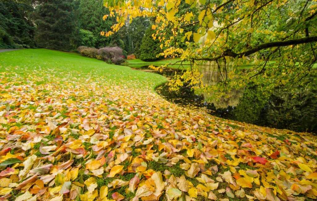 October Welcome Wednesday at Bloedel Reserve