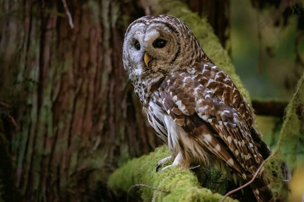 Hoots & Howls: A Spooktacular Evening