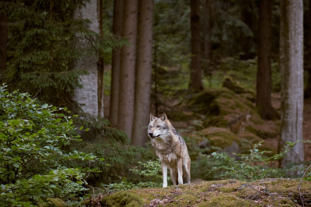 Wolves in the Wild