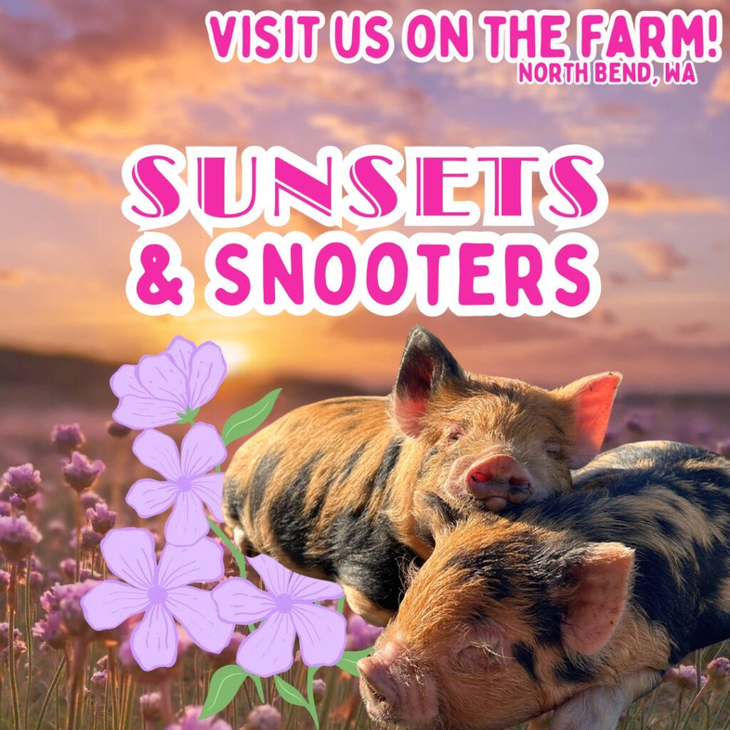 Sunsets & Snooters at Plucky Palomino Petting Zoo