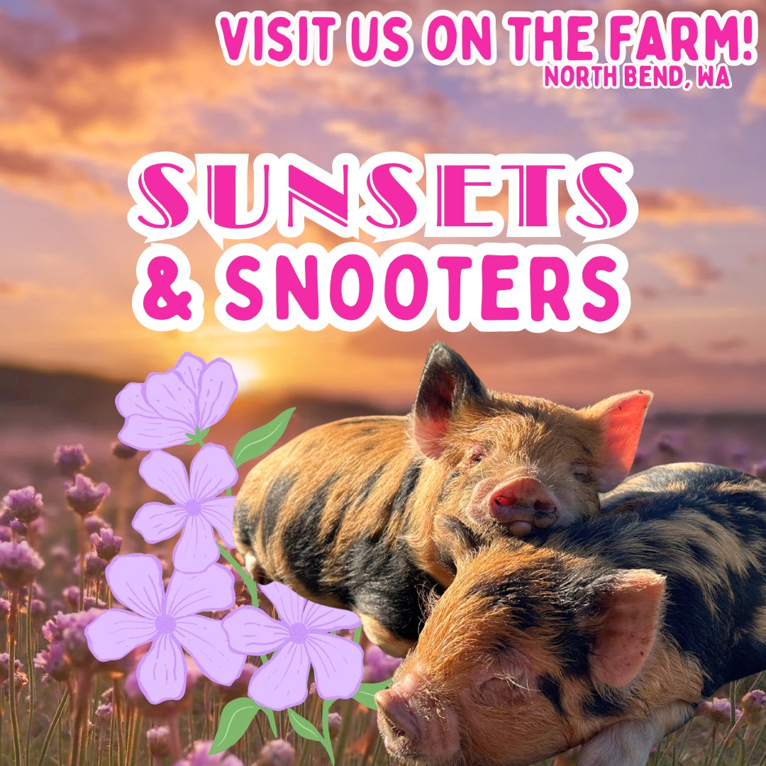 Sunsets & Snooters at Plucky Palomino Petting Zoo
