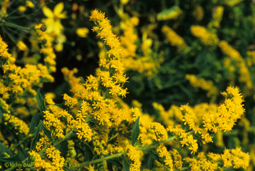 Cool Plants, Hot Topics