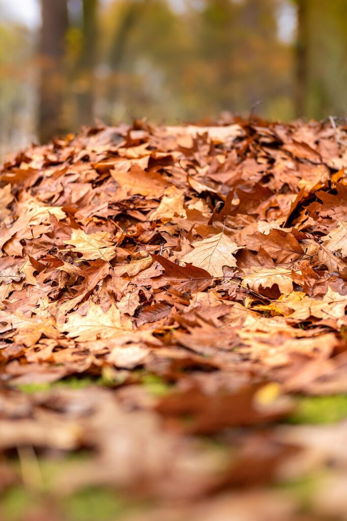 Leaf Litter Critters