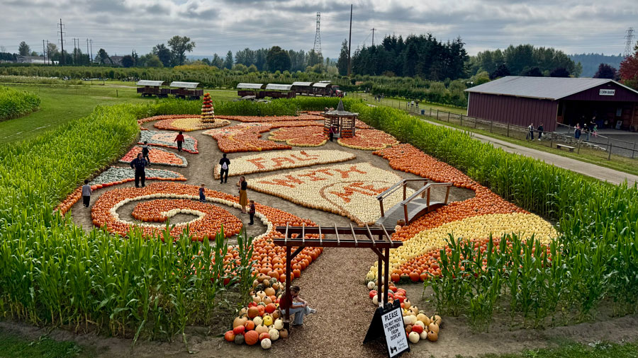 Aerial view of decorative pumpkin patch at Swans Trail Farms in Snohomish