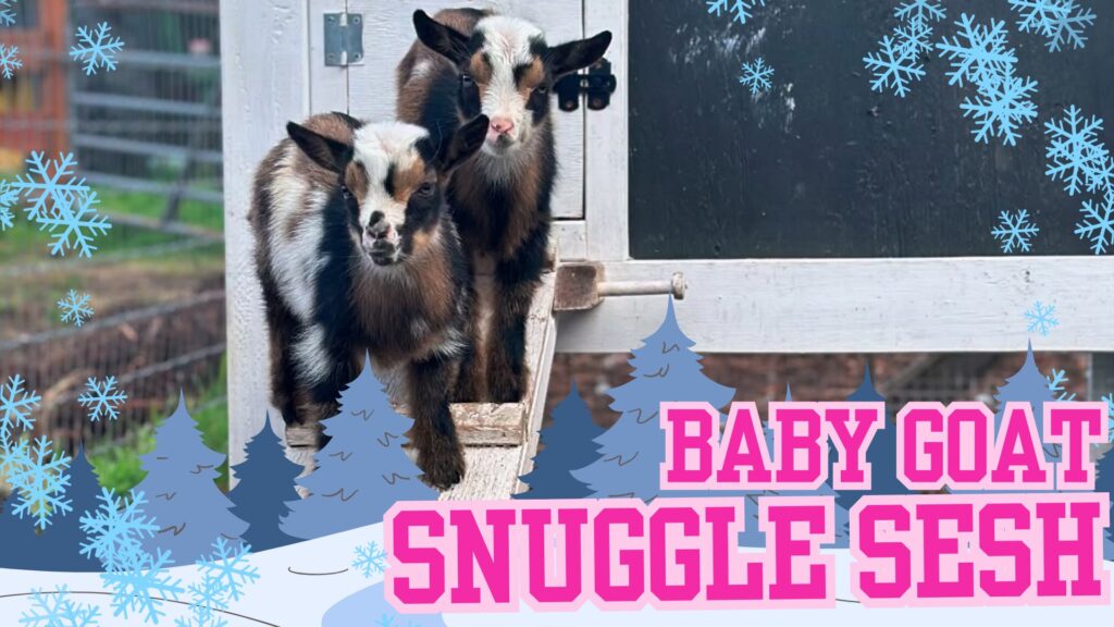 Baby Goat Snuggle Sesh at Plucky Palomino Petting Zoo