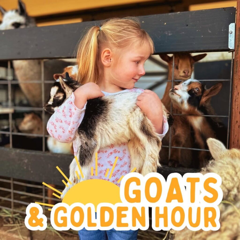 Goats & Golden Hour @ Plucky Palomino Petting Zoo