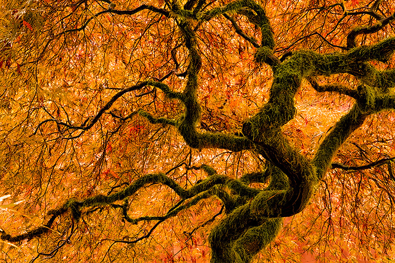 November Welcome Wednesday at Bloedel Reserve