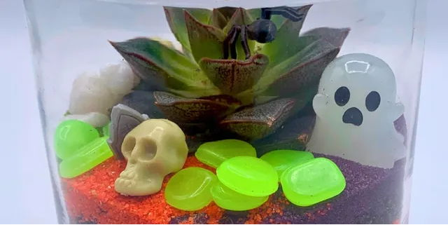 Mini Cemeterrariums