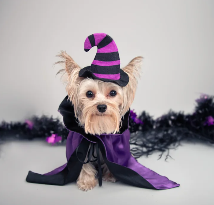 Halloween Pup & Kids Costume Parade at Westfield Southcenter