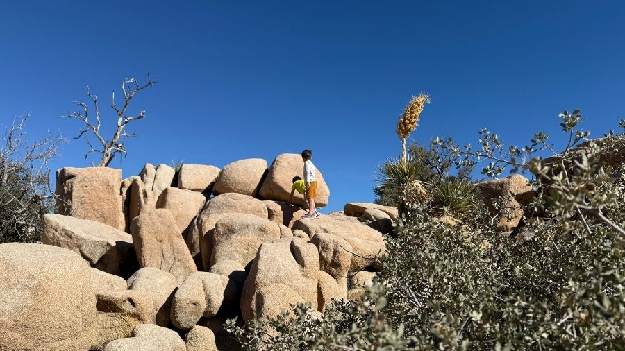 two little boys climbing up rocks at joshua tree national park