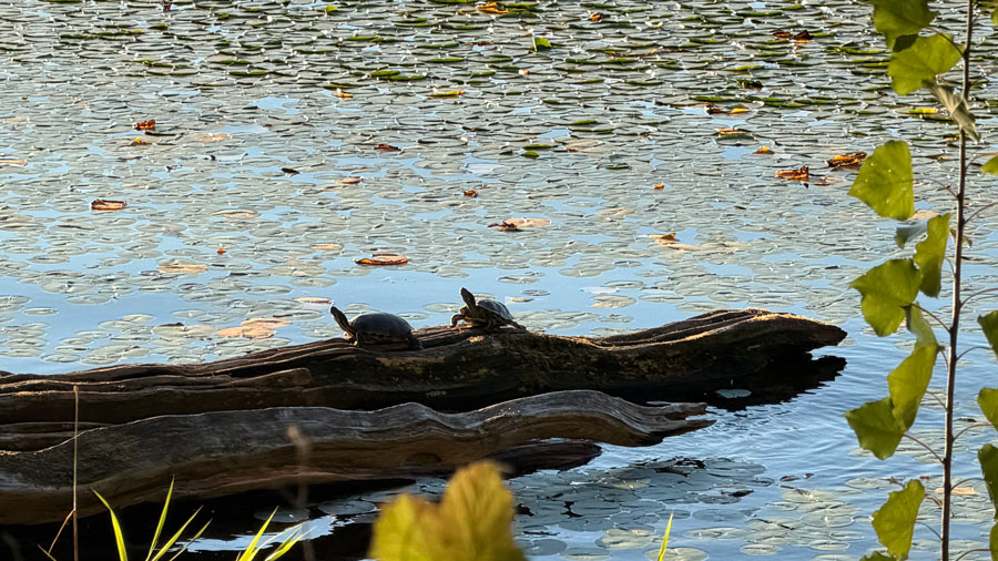 turtles resting on a log at Seward Park, with trails for nature walks in Seattle