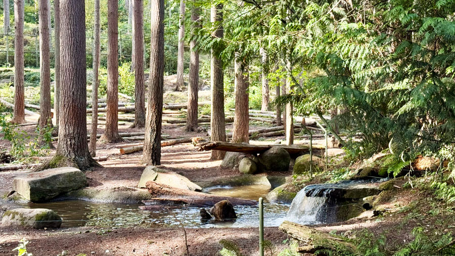 bear enjoying the waterfall at northwest trek