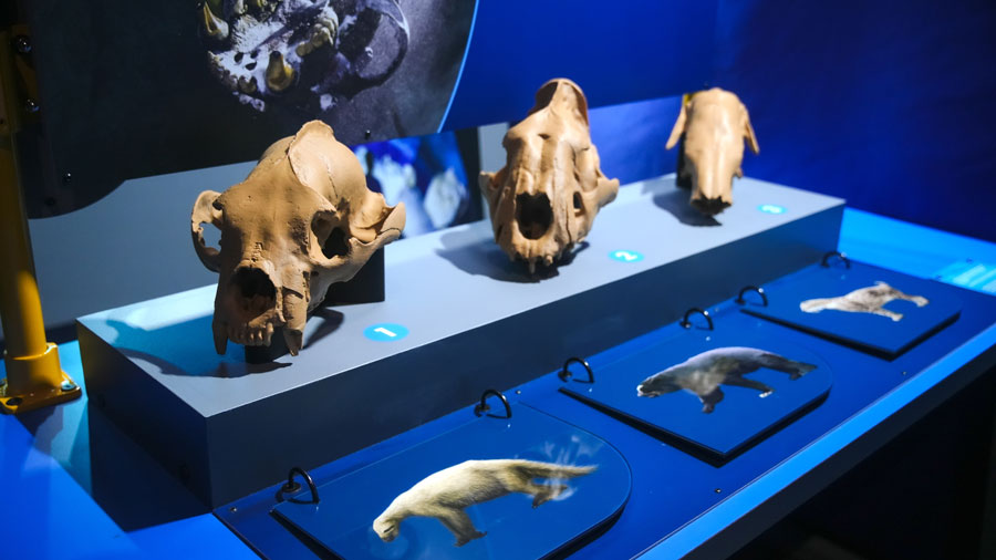 species skulls from an underwater archaeological discovery on display at Pacific Science Center