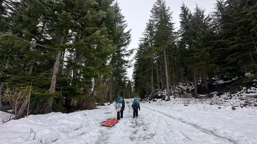 hikers pulling a sled along a snow-covered forest road toward copper creek hut on the mount tahoma trails
