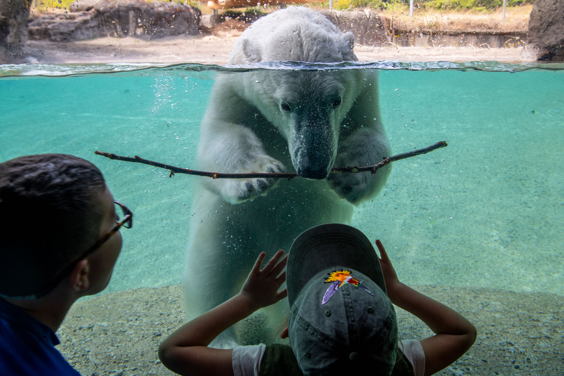 polar bear looking at child at Point Defiance Zoo & Aquarium, a family-friendly spot with weekend activities
